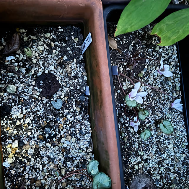 mamizaさんの部屋