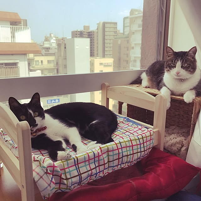 miruさんの実例写真