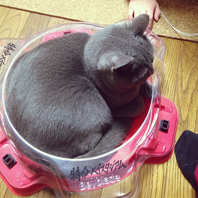 meguさんの実例写真