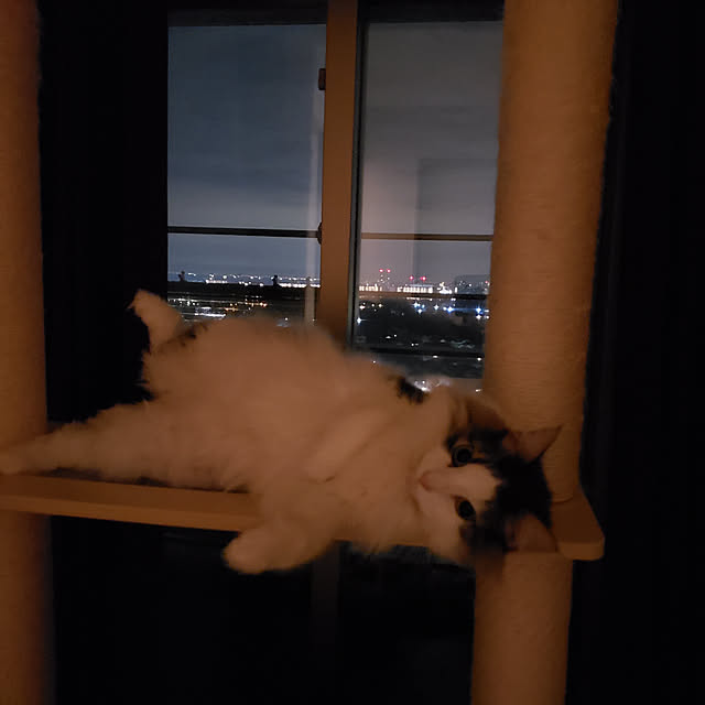 mofさんの実例写真