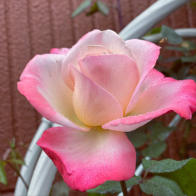 RoseLife5818さんの実例写真