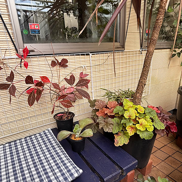 greycatsさんの実例写真