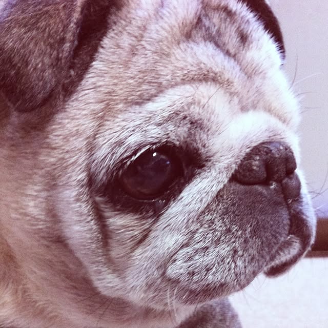 pug.fukuさんの実例写真