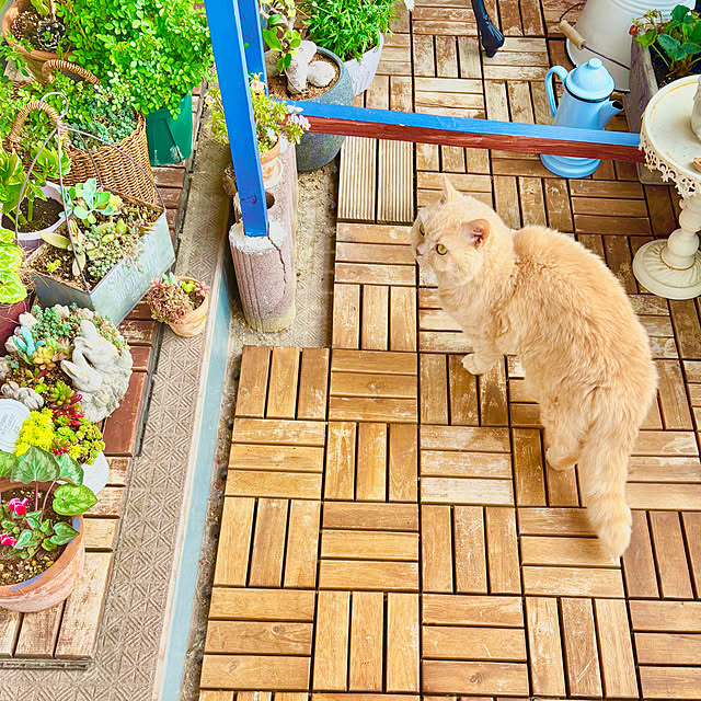 naokoさんの実例写真