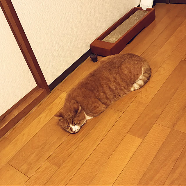 lavie0125さんの実例写真