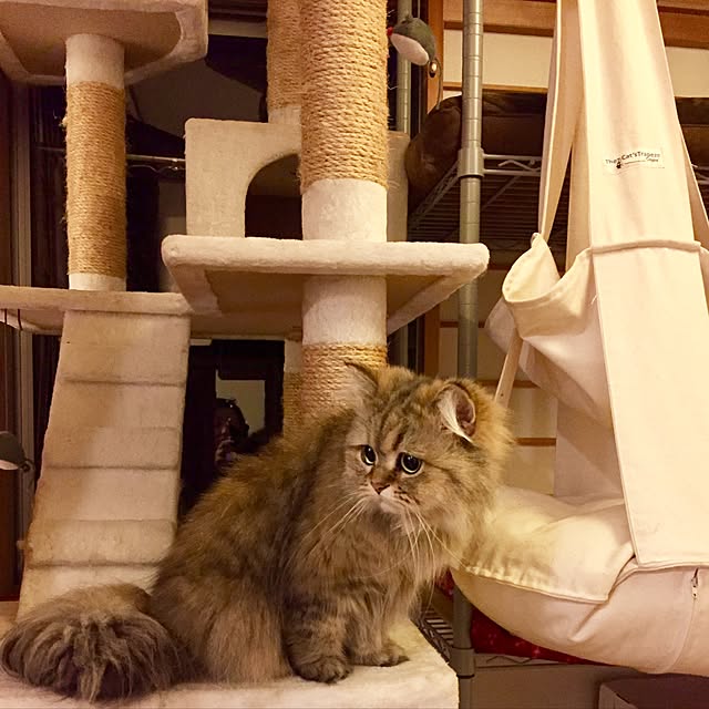 butachanさんの実例写真