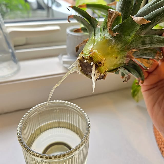 mutyukingさんの部屋