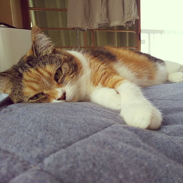 ベッド周り/マンチカン中足/猫のゆずさん/コロナが早く終息しますように/和室...などのインテリア実例 - 2021-05-04 12:43:05