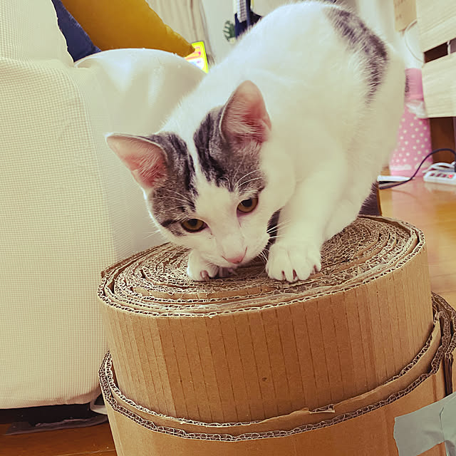 NARU_Monaさんの実例写真