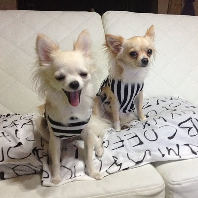 実例写真