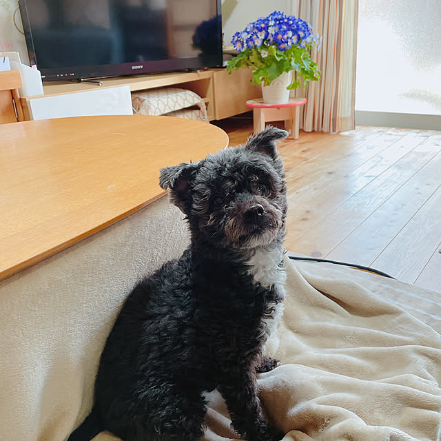 Chipさんの実例写真