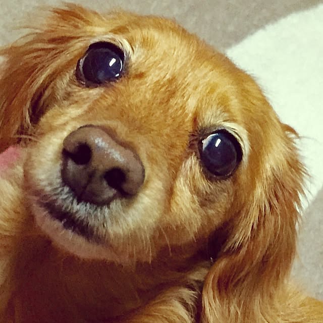 sakuさんの実例写真
