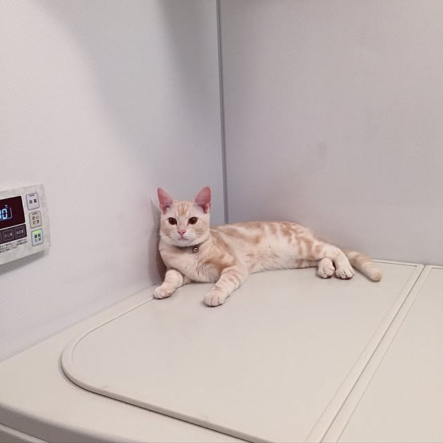 hiyupan88さんの実例写真