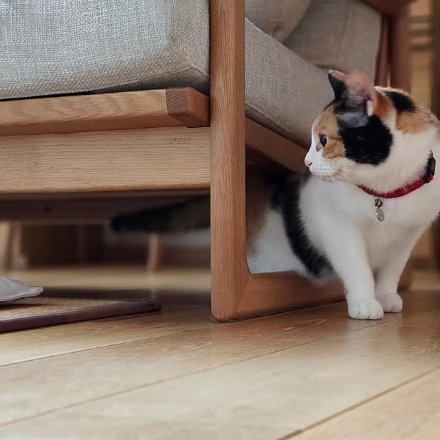 koyurizuさんの部屋