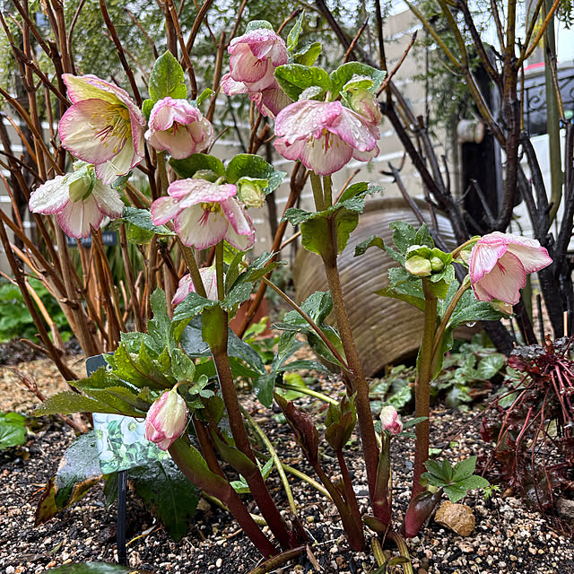 mameshibaさんの部屋