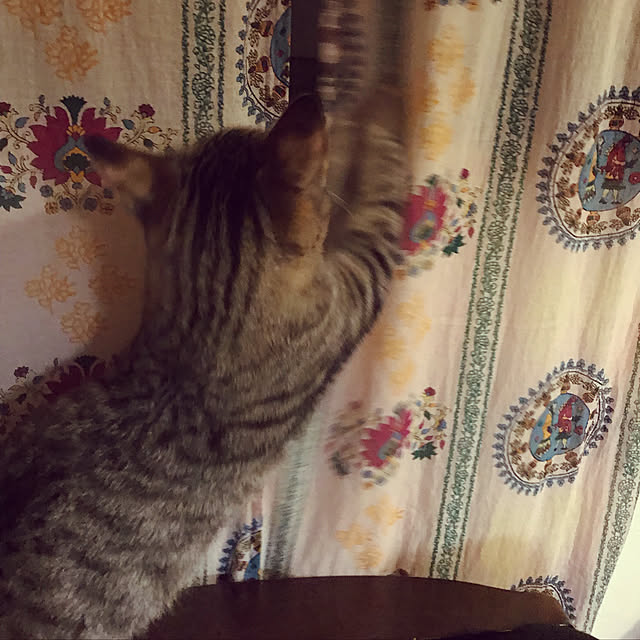 mikan161さんの実例写真