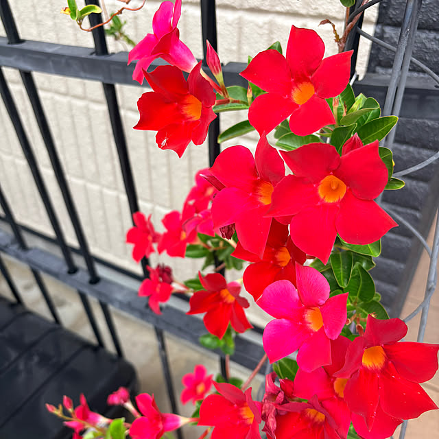 alchoさんの部屋