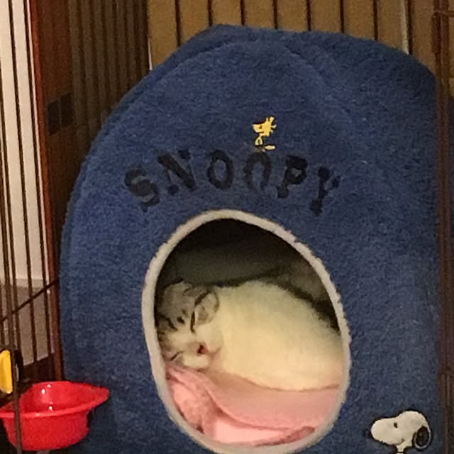 yokkochanさんの実例写真