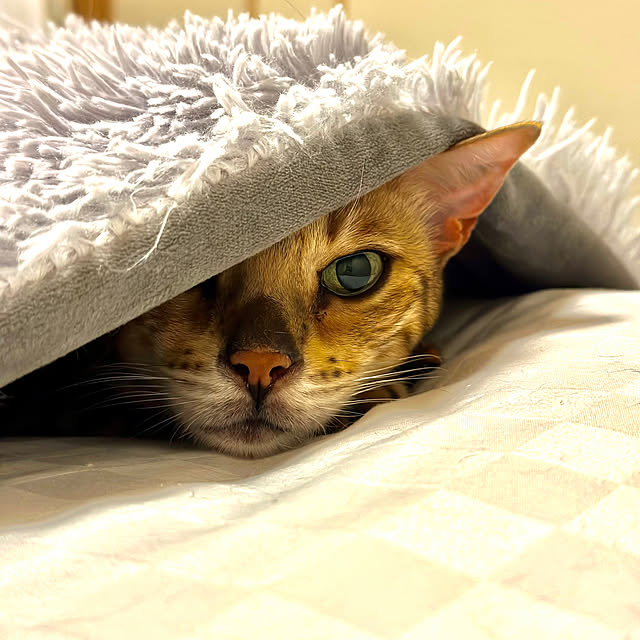 nene6さんの実例写真