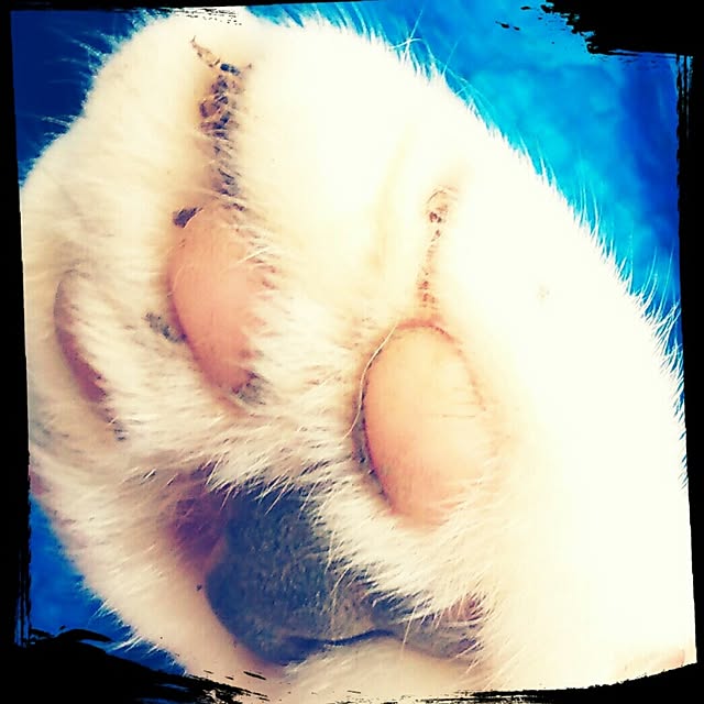 nekoandouさんの実例写真