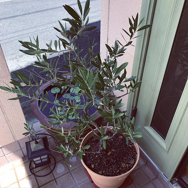 玄関/入り口/観葉植物/ナチュラルのインテリア実例 - 2017-08-18 11:19:36