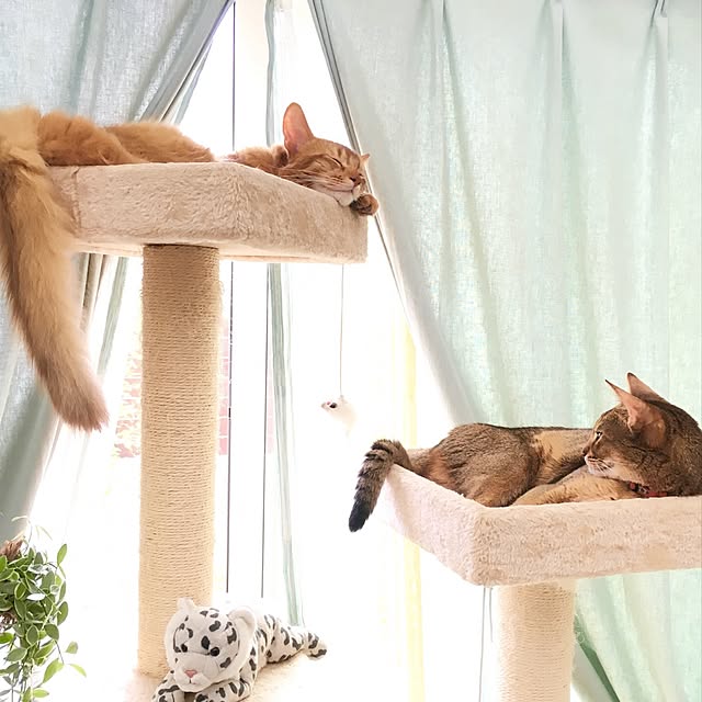 sakineko528さんの実例写真