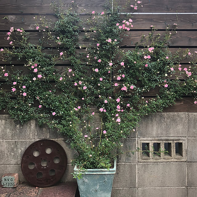 bibianさんの実例写真
