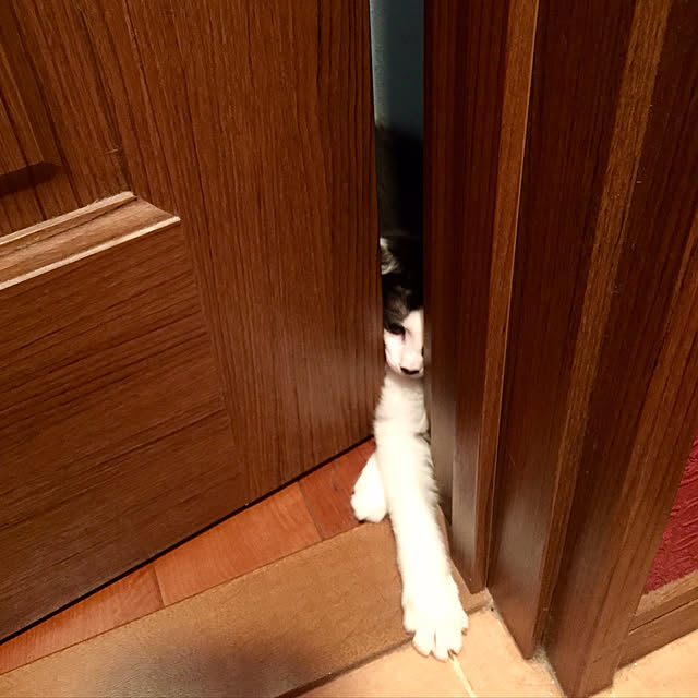 butachanさんの実例写真