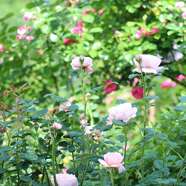 rosemoire67さんの実例写真