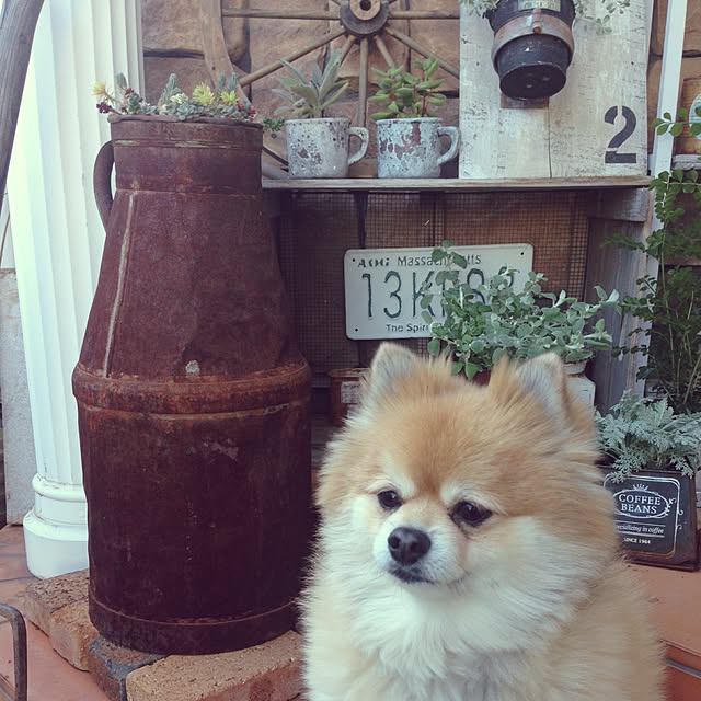 akkyさんの実例写真