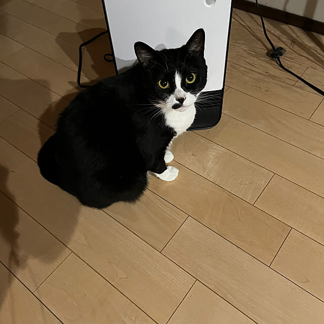 nekoさんの実例写真