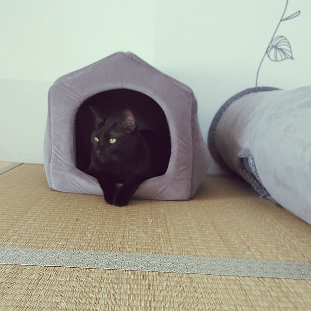 toroankoさんの実例写真