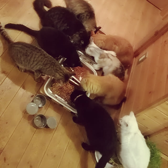 Maki-nekomamireさんの実例写真