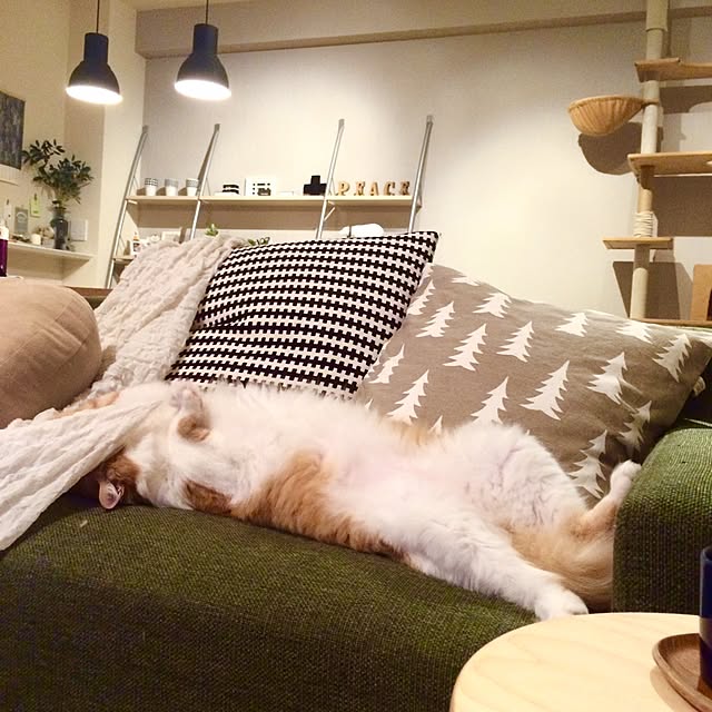 Reikoさんの実例写真