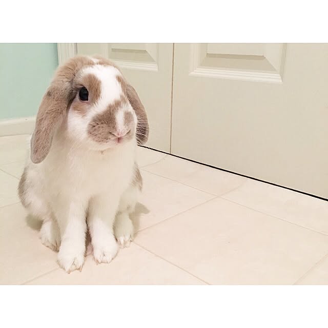 Hisayoさんの実例写真