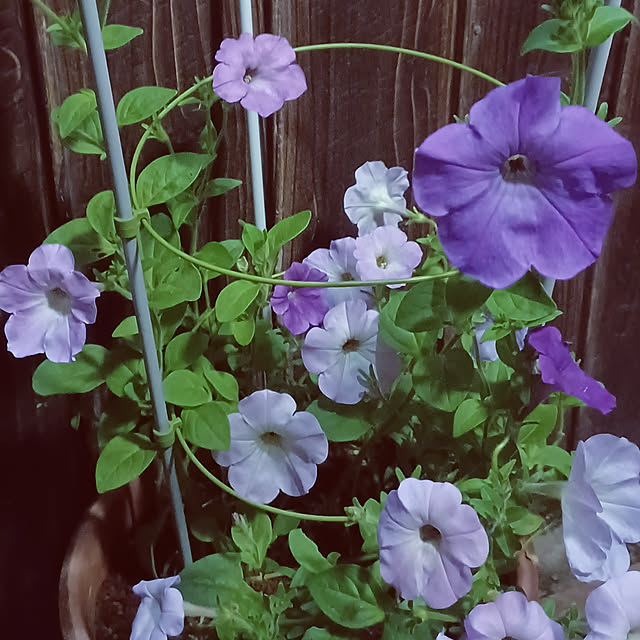 玄関/入り口/癒し/楽しい時間/お花のある暮らし/お花大好き...などのインテリア実例 - 2022-06-22 18:33:34