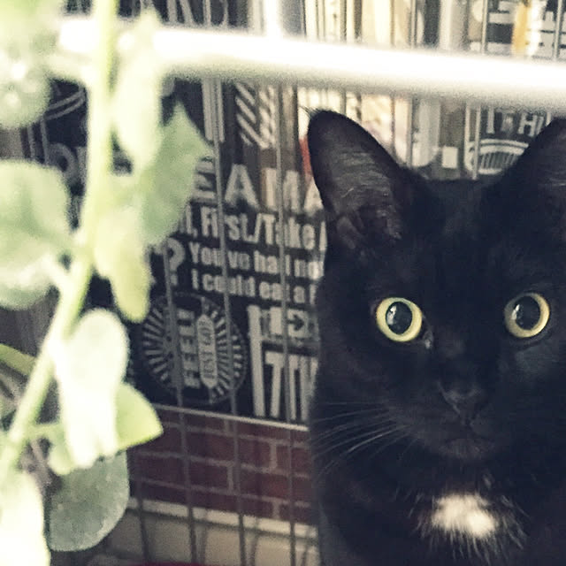 pittさんの実例写真