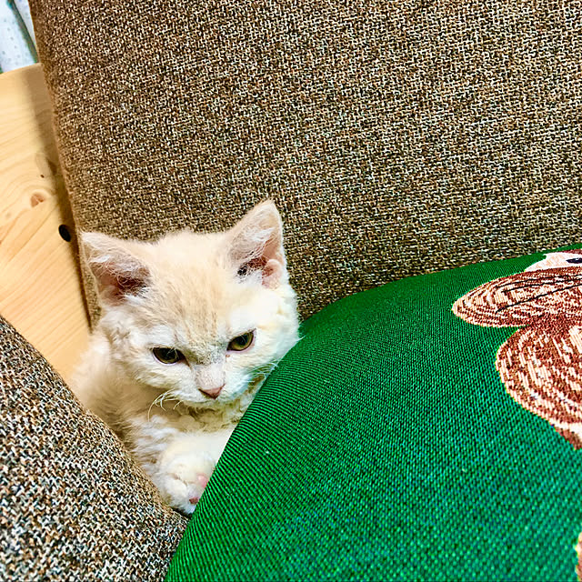 naokoさんの実例写真