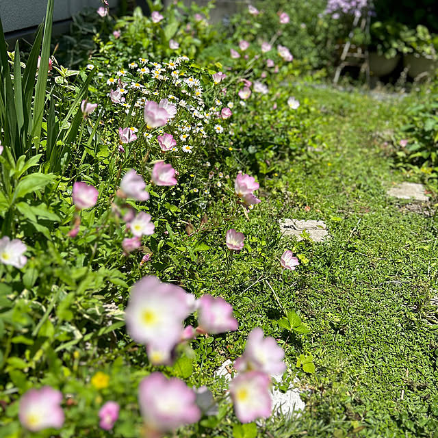 portulacaさんの実例写真