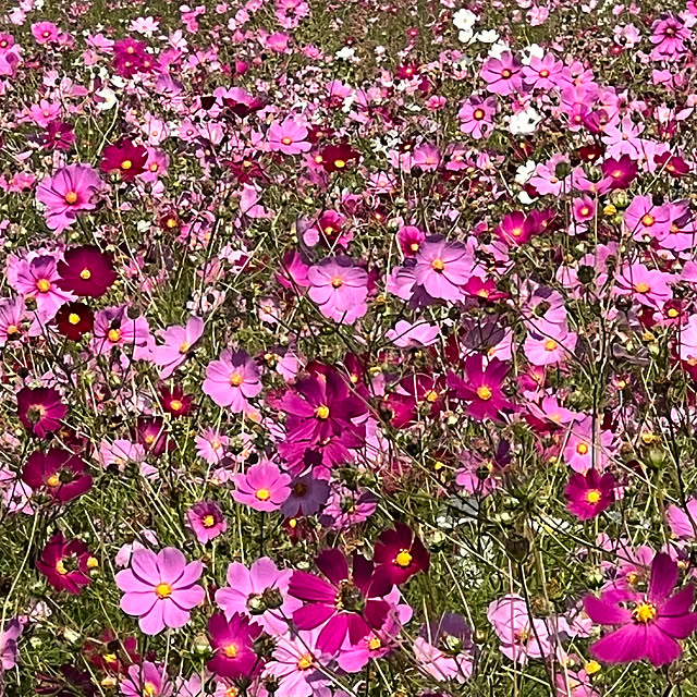 sakakenさんの実例写真