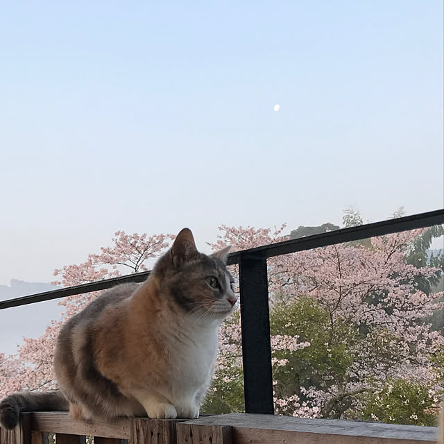 sakurasakuさんの実例写真