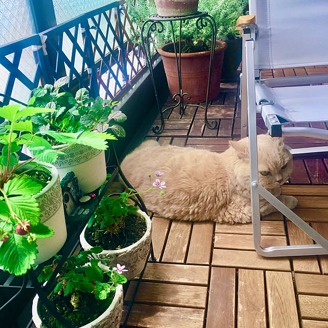 naokoさんの実例写真