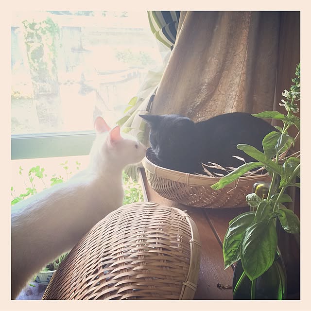 natさんの実例写真
