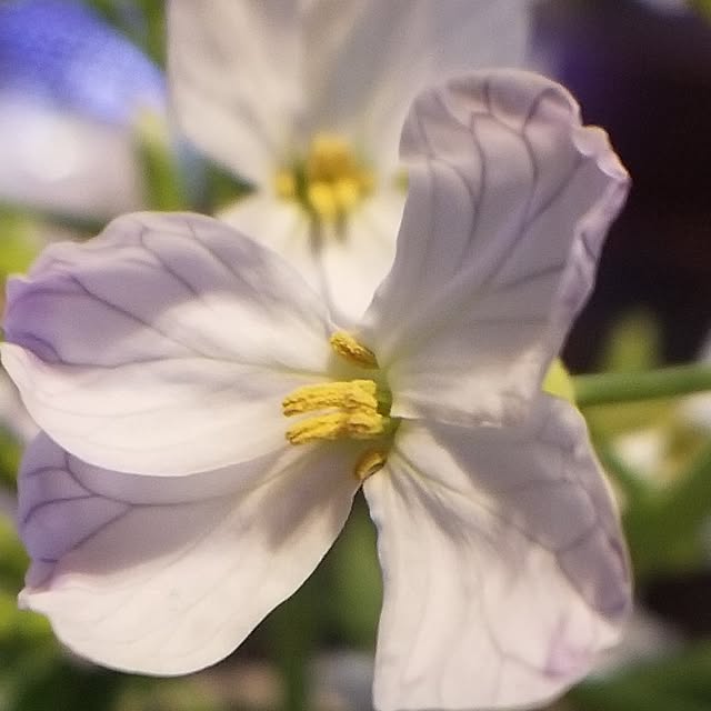 midoriさんの実例写真
