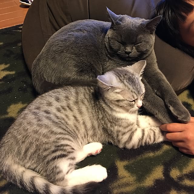 Shojiさんの実例写真