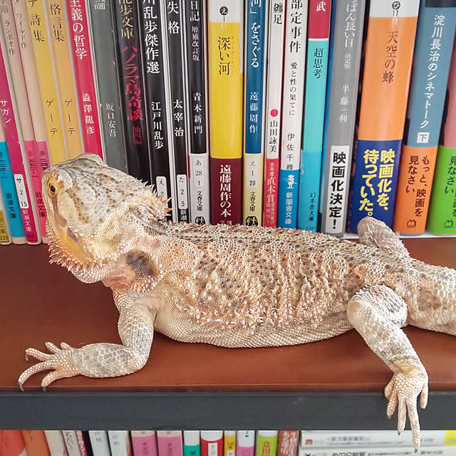 jean-cocteauさんの実例写真