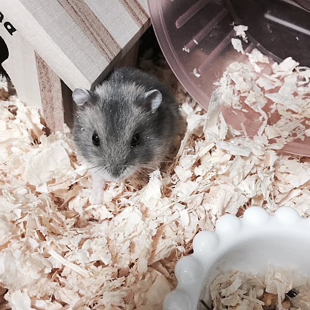 chiiiii0808さんの実例写真