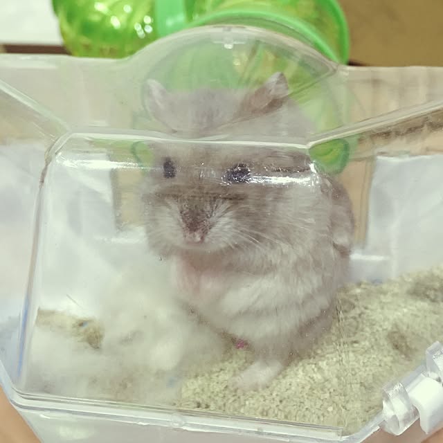 hamtaさんの実例写真