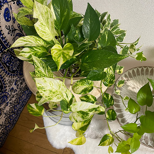 chi.pa.ruさんの部屋
