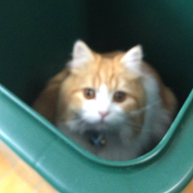 mikanさんの実例写真